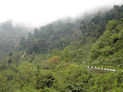 Temperate forest, Deothang, Bhutan