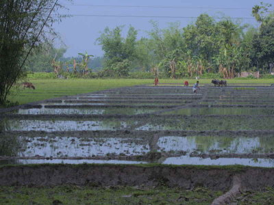Rice paddy field, near Guwahati, India