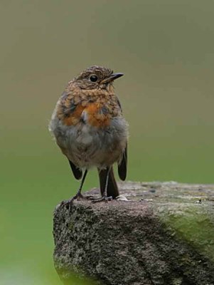 Robin (juvenile), Loch Lomond NNR, Clyde