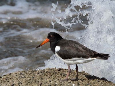Oystercatcher, Gourock, Clyde