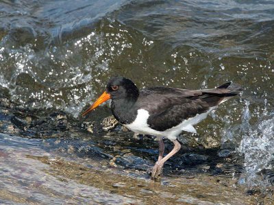 Oystercatcher, Gourock, Clyde