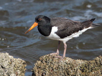Oystercatcher, Gourock, Clyde