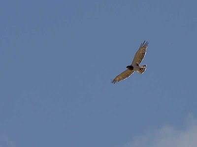 Black-chested Snake Eagle, Sanetti Plateau