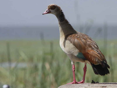 Egyptian Goose, Lake Langano