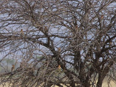 Eurasian Hoopoe, Awash NP