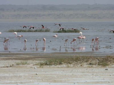 Lesser Flamingo, Lake Abiatta