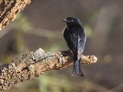 Fork-tailed Drongo, near Yabello