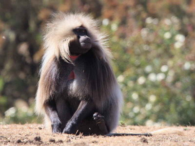 Gelada Baboon