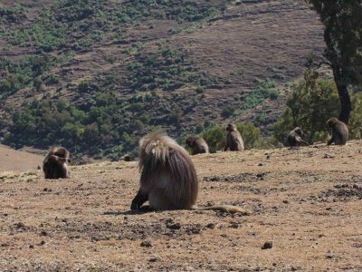 Gelada Baboons, Simien Mountains NP