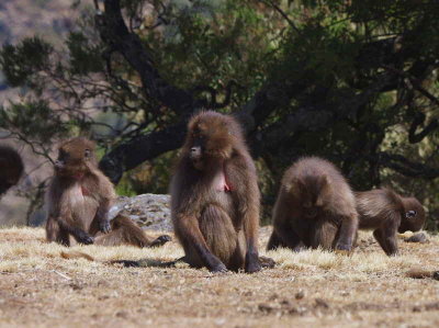 Gelada Baboons, Simien Mountains NP