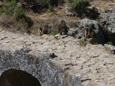 Gelada Baboons, Portugese Bridge, Debre Libanos