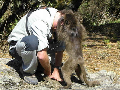 Christian meets a Baboon, Simien Mountains NP
