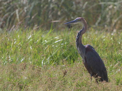 Goliath Heron, Lake Langano