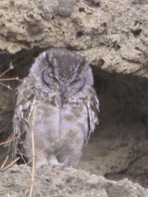 Grayish Eagle Owl, Lake Langano