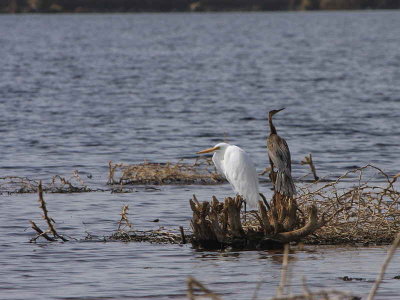 Great White Egret, Lake Beseka, near Awash