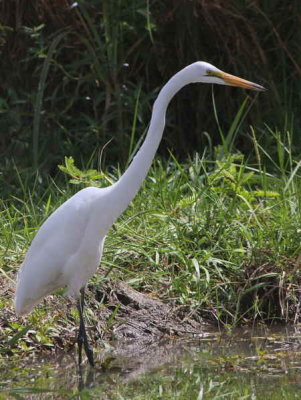 Great White Egret, Bahir Dar