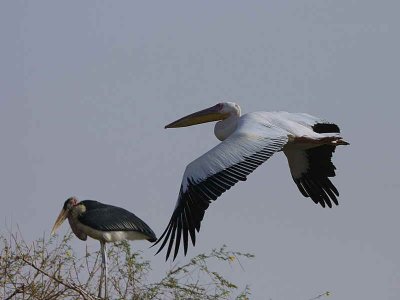 Great White Pelican, Lake Ziway
