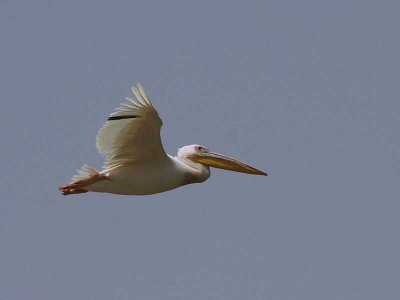 Great White Pelican (leuchistic), Lake Ziway