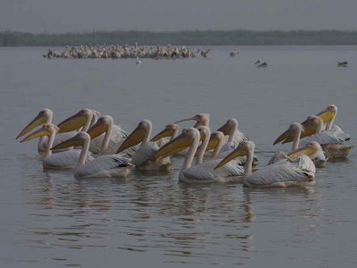 Great White Pelican, Lake Tana