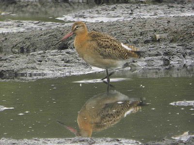 Black-tailed Godwit, Baron's Haugh RSPB, Clyde