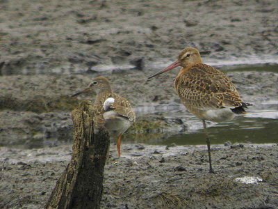 Black-tailed Godwit and Redshank, Baron's Haugh RSPB, Clyde