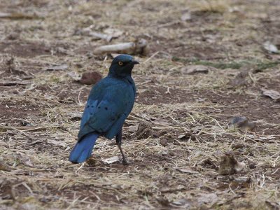 Greater Blue-eared Glossy Starling, Lalibela
