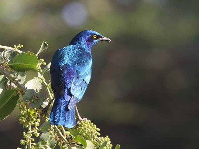 Greater Blue-eared Glossy Starling, Lake Langano