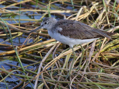 Common Greenshank, Lake Awassa
