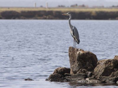 Grey Heron, Lake Beseka, near Awash NP