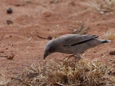 Grey-capped Social Weaver, Dawa River between Ngele and Yabello