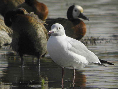 Grey-headed Gull, Lake Ziway fish jetty