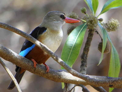 Grey-headed Kingfisher, Harenna Forest Bale Mountains NP