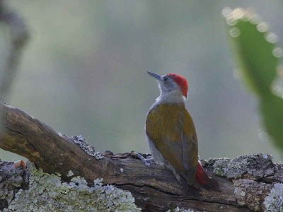 Grey-headed Woodpecker, Debre Libanos