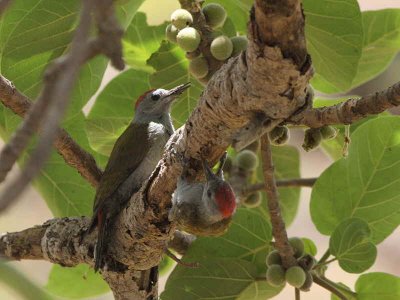 Grey-headed Woodpecker, Bahir Dar