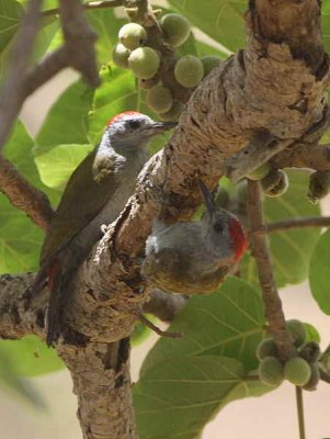 Grey-headed Woodpecker, Bahir Dar