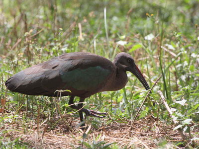 Hadada Ibis, Lake Ziway