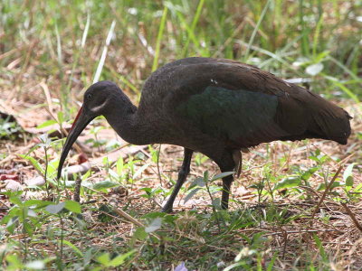 Hadada Ibis, Lake Ziway