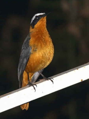 Heuglins Robin Chat, Awassa