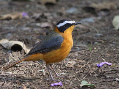 Heuglin's (White-browed) Robin Chat