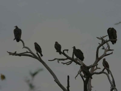 Hooded Vultures & Black Kites, Awash town