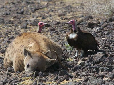 Hooded Vulture, Metahara