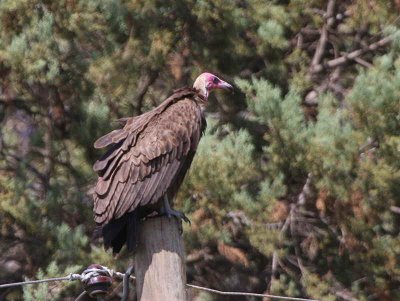 Hooded Vulture, Wondo Genet