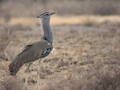 Kori Bustard, Liben Plain near Negele