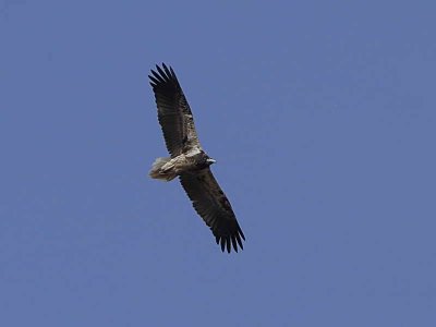 Egyptian Vulture, Awash NP