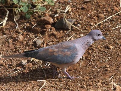 Laughing Dove, Bahir Dar