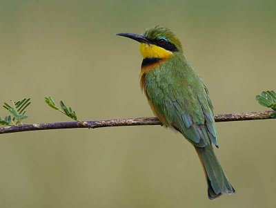 Little Bee-eater, near Axum