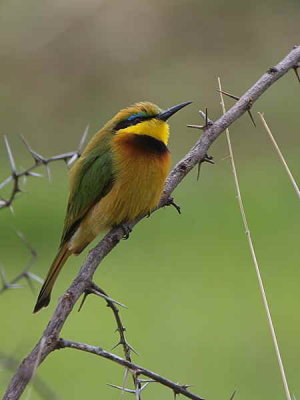 Little Bee-eater, near Axum