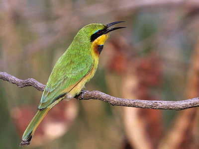 Little Bee-eater, Lake Tana Bahir Dar