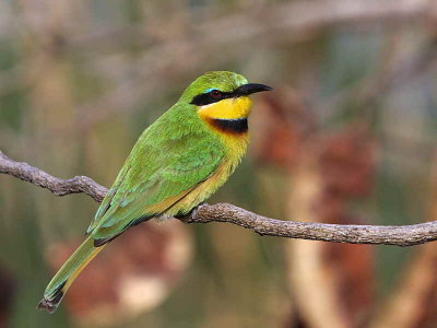 Little Bee-eater, Lake Tana Bahir Dar