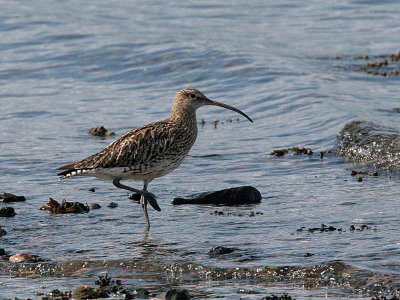 Curlew, Cardwell Bay, Gourock, Clyde